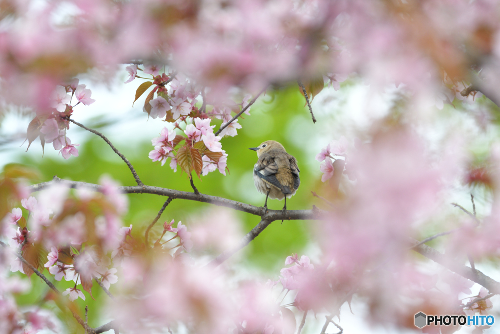 桜のコムクドリ