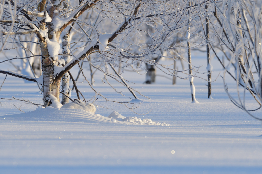 〇ソ寒い晴れた朝のユキウサギ