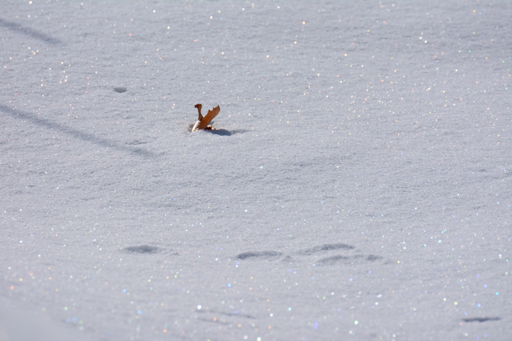 きらきらレインボー