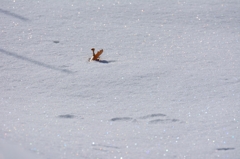 きらきらレインボー