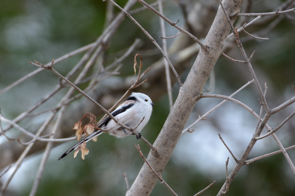 ボサ毛　シマエナガ