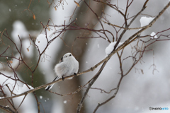 雪が降ったかシマエナガ