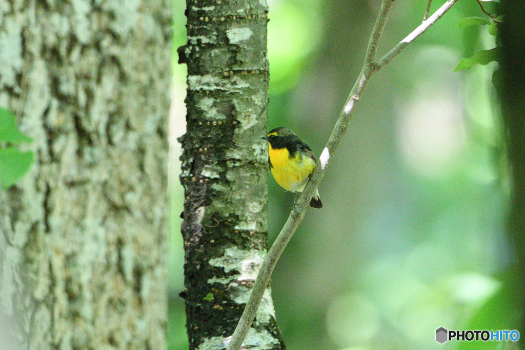 暗かったキビタキ