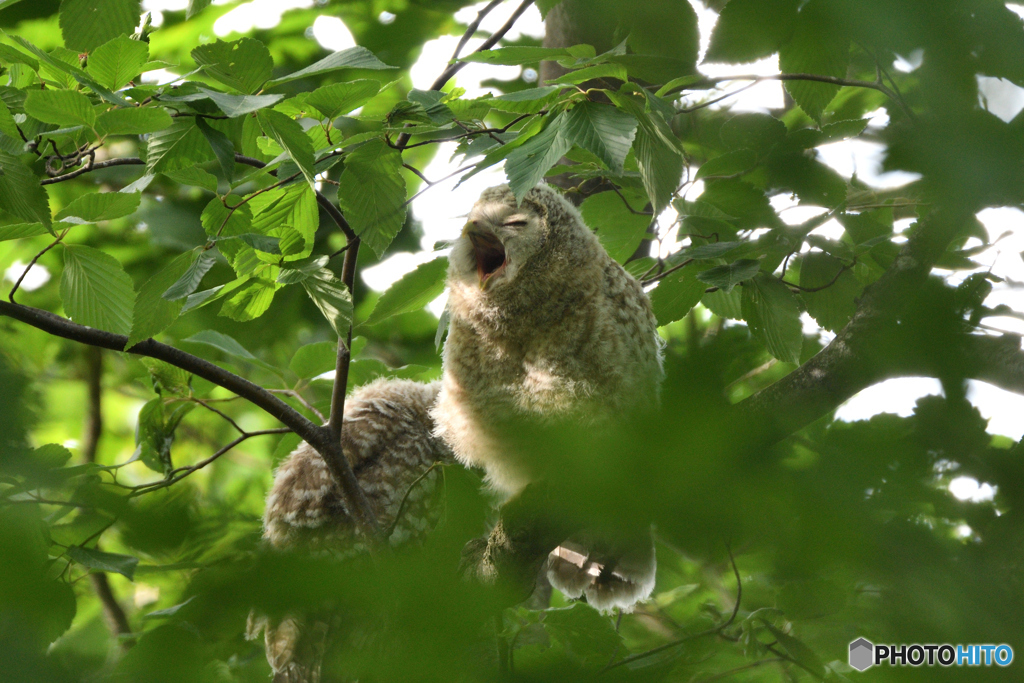 あくびちゃん
