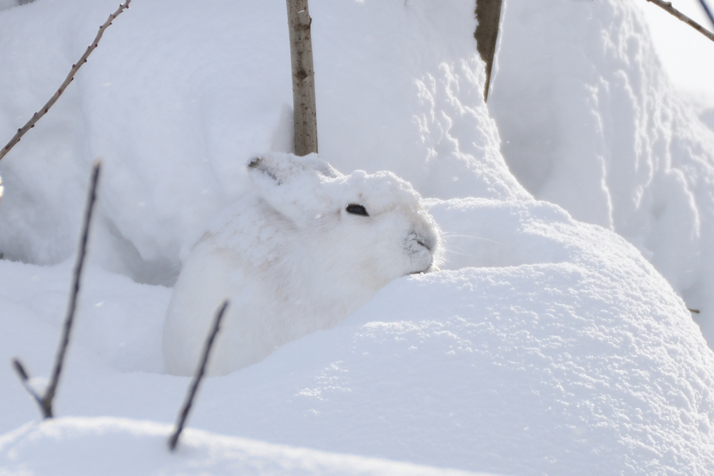 雪ユキウサギ2023