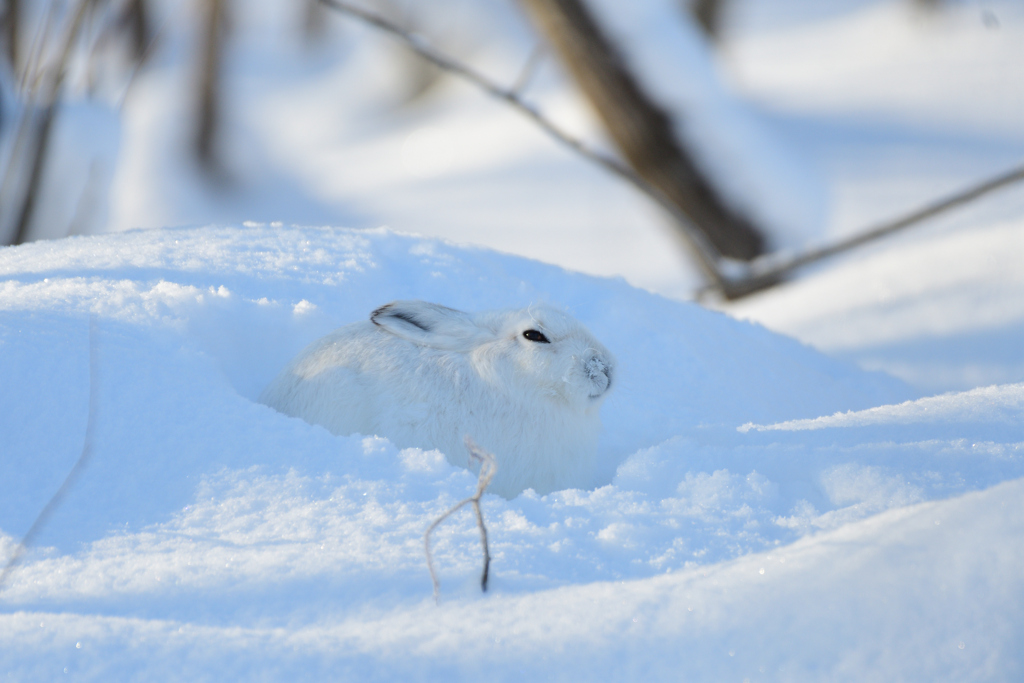 とても寒い晴れた朝のユキウサギ