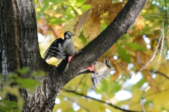 やっぱり鏡か　アカゲラ