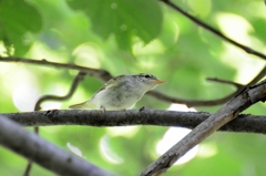 チヨチヨピー子