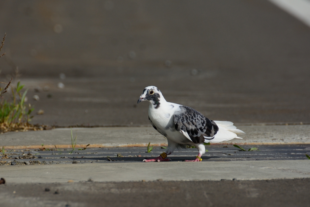 レース鳩？