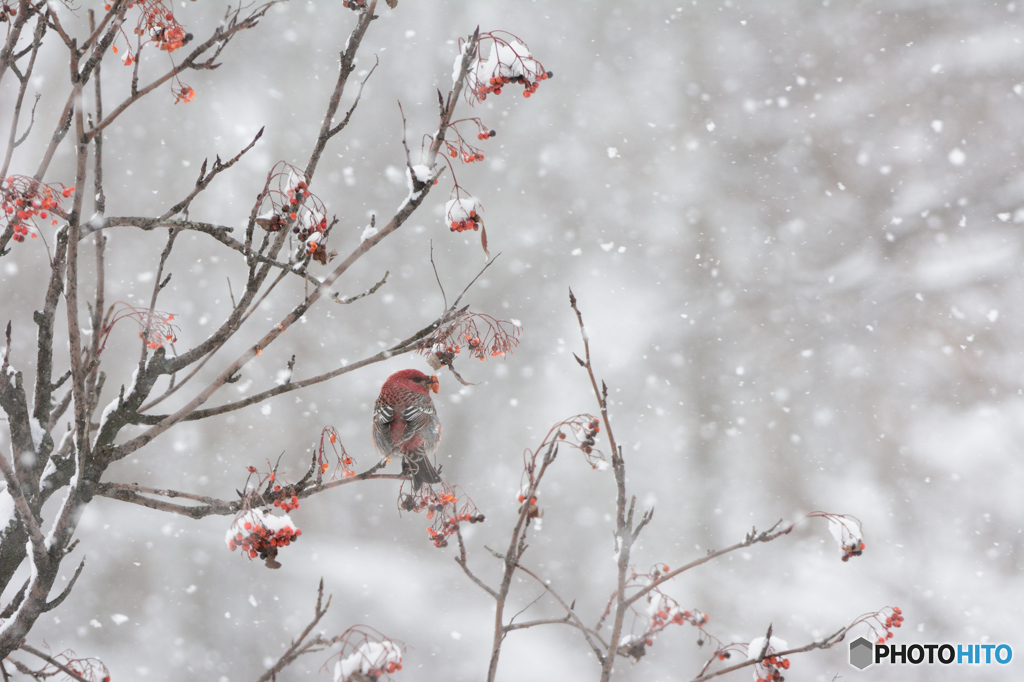 雪が降る降るギンザンマシコ
