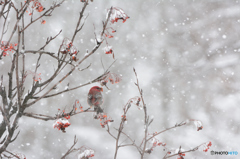 雪が降る降るギンザンマシコ