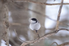 コガラがんばる