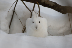 角いよユキウサギ