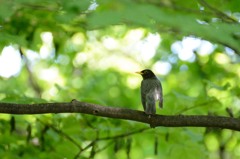 クロツグミ
