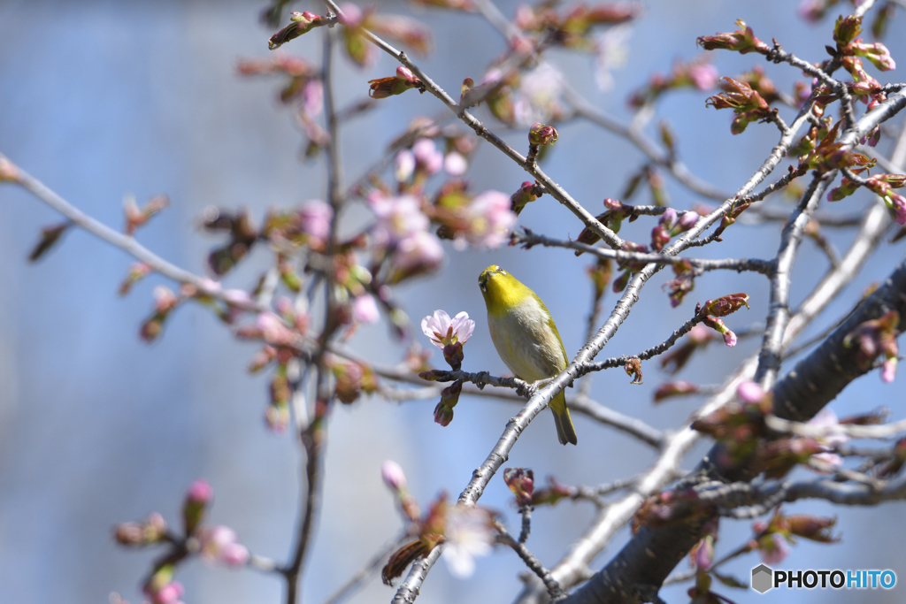 桜咲き始めじろ