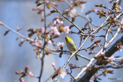 桜咲き始めじろ