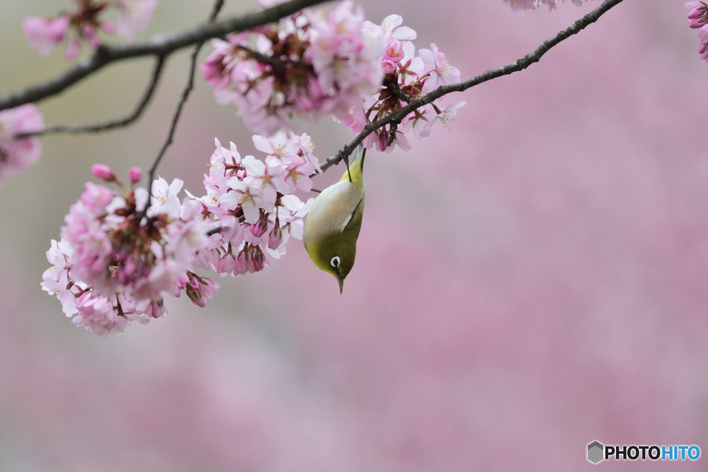ナントカ桜とメジロ