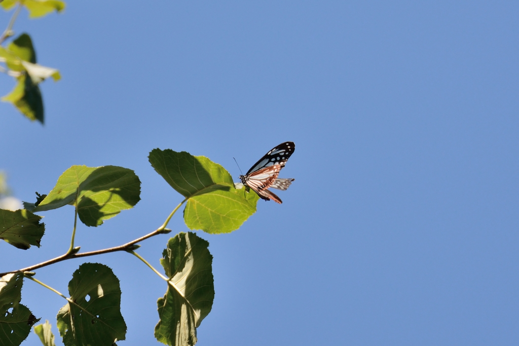 アサギマダラ？