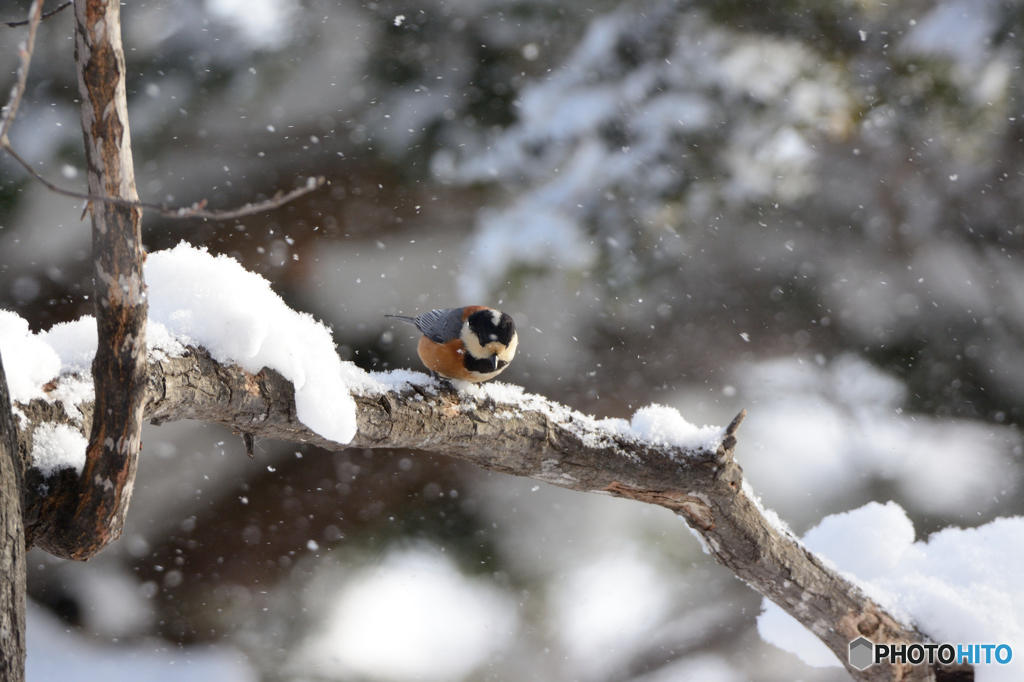 雪がチラチラ　ヤマガラ