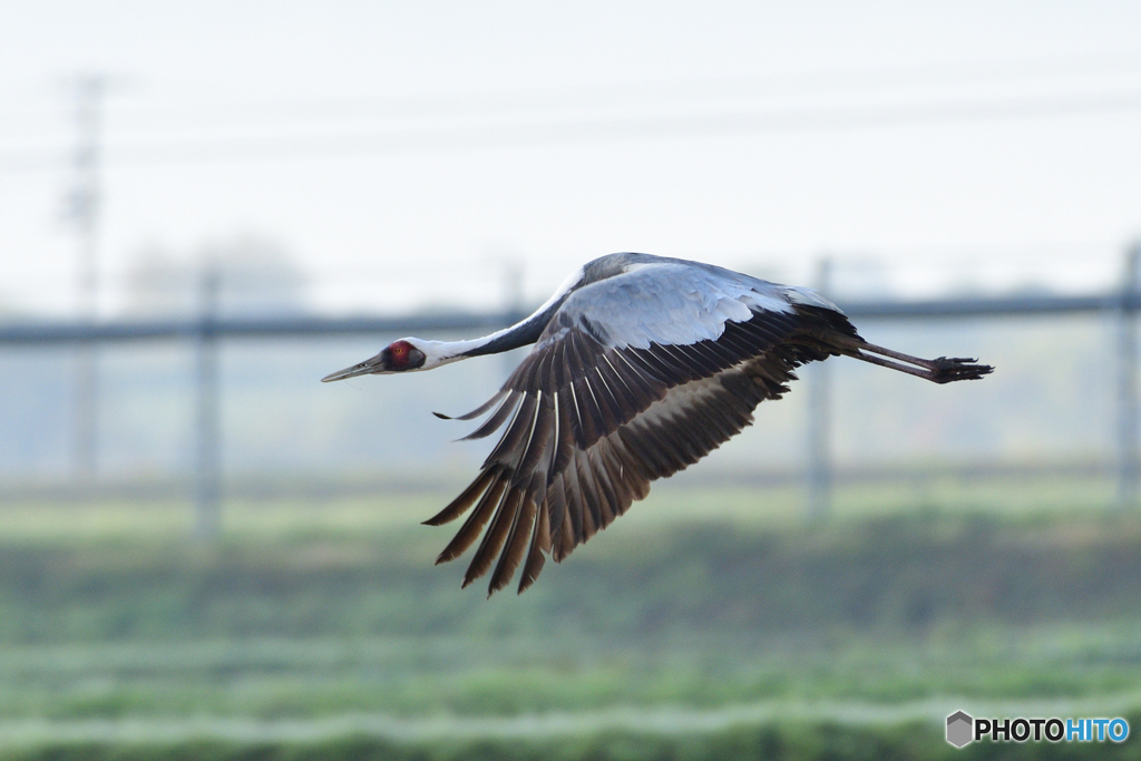 マナヅル飛んだマナ