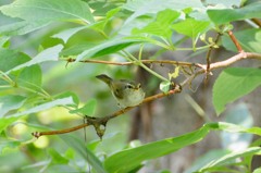 センダイムシクイ