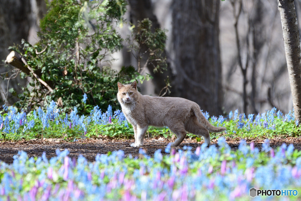 お花のニャン