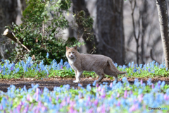 お花のニャン