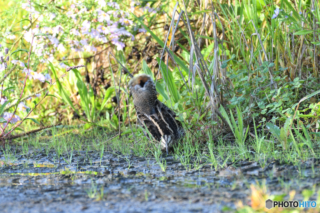 なんのポーズ？