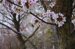 桜1