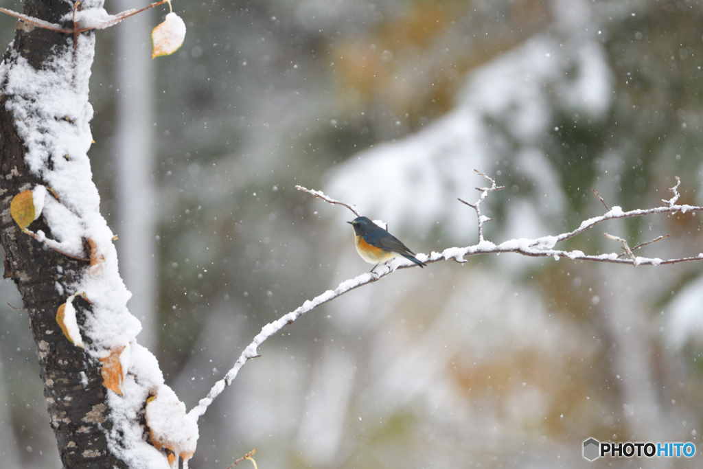 雪が降ったよ　ルリビタ男