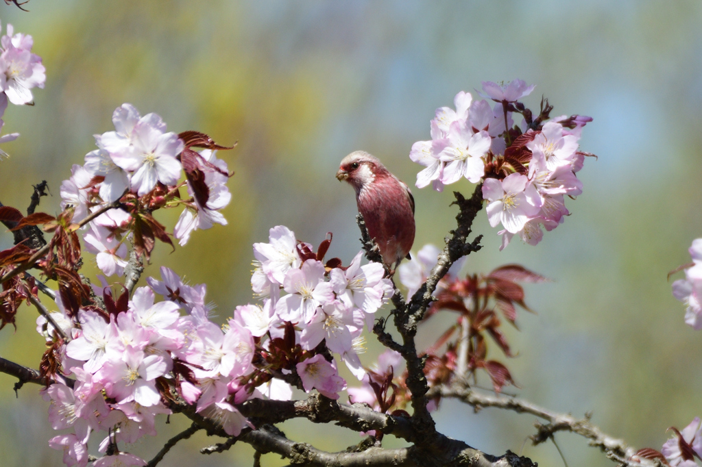 紅桜