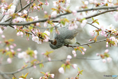 桜のヒヨドリ