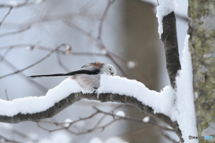 雪が気持ちいいカナシマエナガ