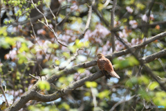 桜の赤色型