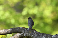 新緑とクロツグミ