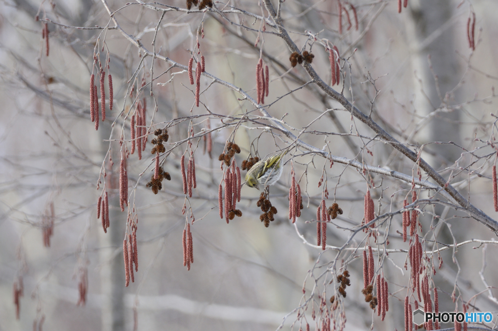 この木なんの木ハンノキ