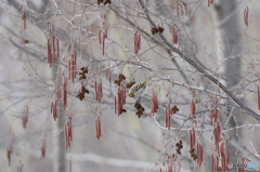 この木なんの木ハンノキ