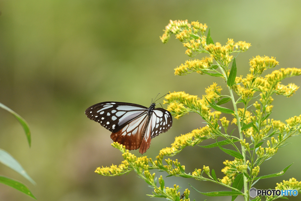 3年ぶりのアサギ