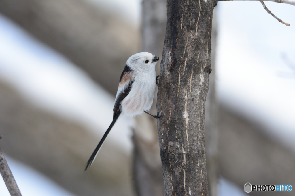 グルメなシマエナガ