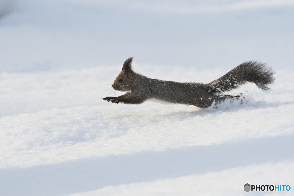 雪の上を走るリス