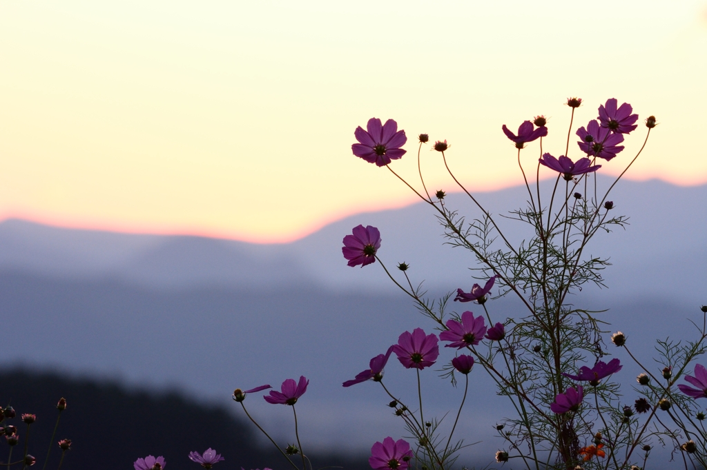 コスモス。。。