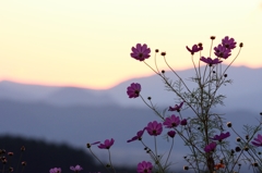 コスモス。。。