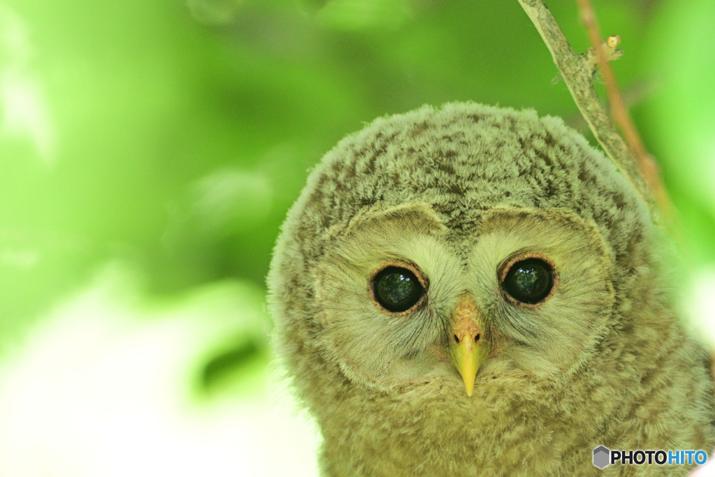 フクロウの森
