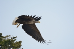 オジロ飛ばした