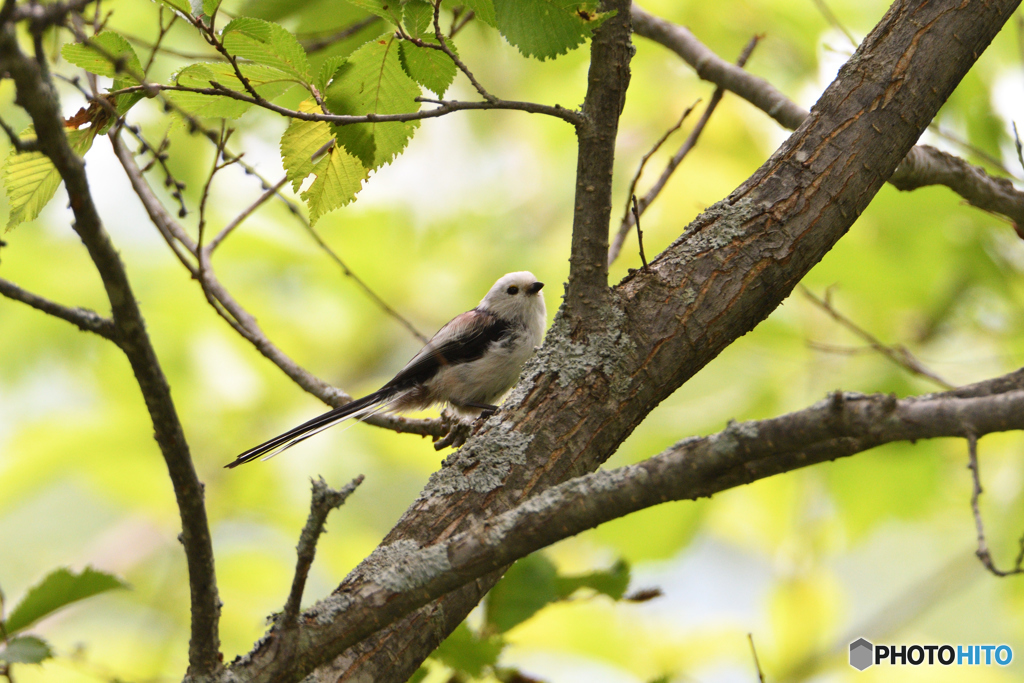 白くなってきたガナ 親鳥編