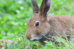 近いよユキウサギ