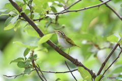 エナガの友達　センダイムシクイ