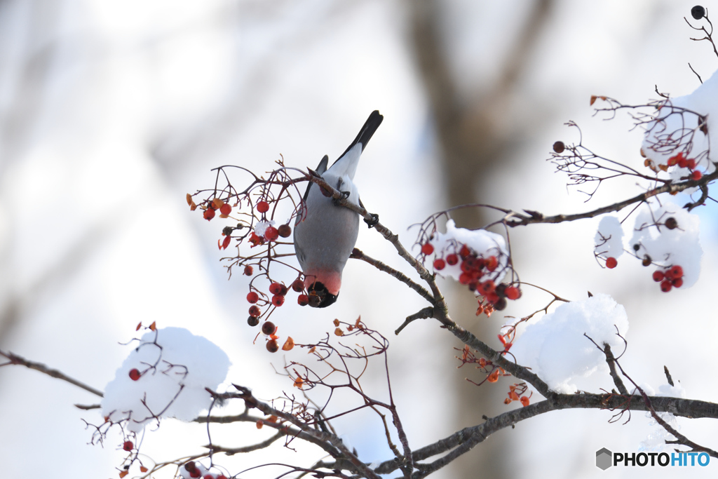 雪とウソ