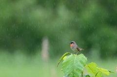 雨に唄えば　ノゴマ