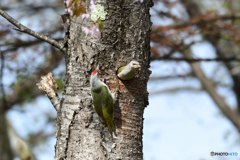 飛び出す母さん